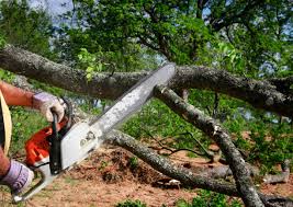 Best Commercial Tree Services  in Nellysford, VA